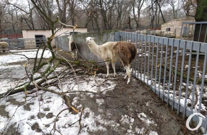 Одесский зоопарк зимой, лама