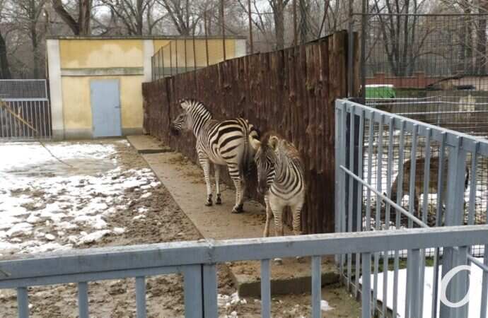 Одесский зоопарк зимой, зебры