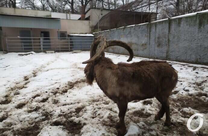Одесский зоопарк зимой, козел
