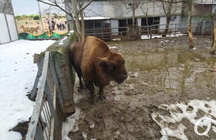 Одесский зоопарк зимой, бык