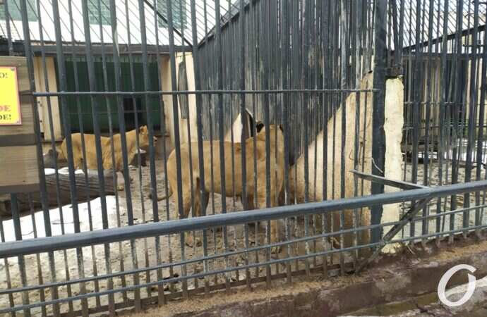 Одесский зоопарк зимой, львы