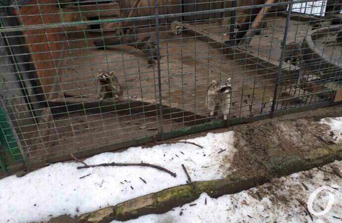 Одесский зоопарк зимой, еноты