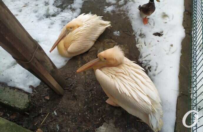 Одесский зоопарк зимой, пеликаны