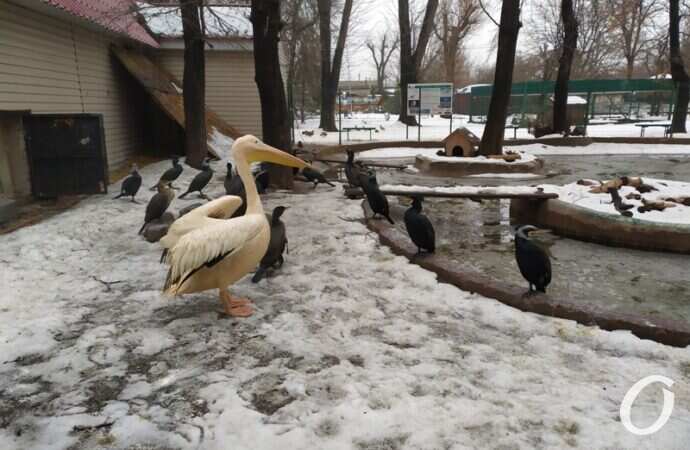Одесский зоопарк зимой, птицы