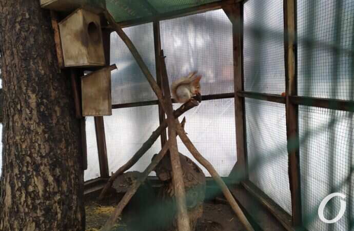 Одесский зоопарк зимой, белка