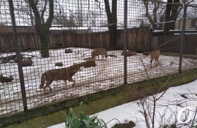 Одесский зоопарк зимой, волки
