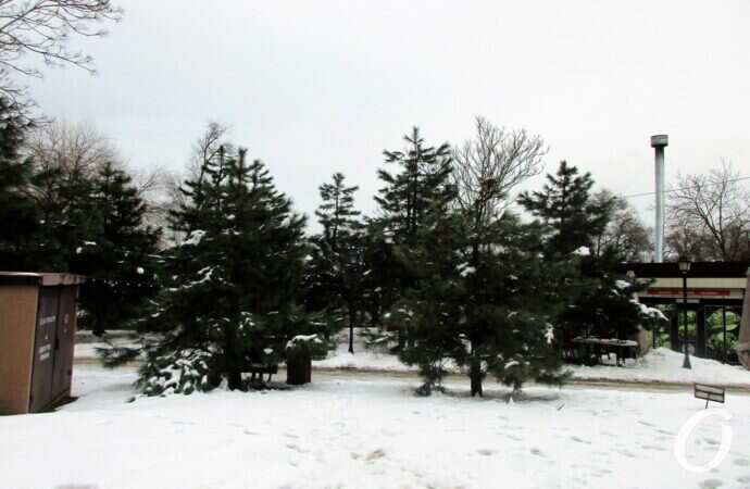 Старосенная площадь, елки