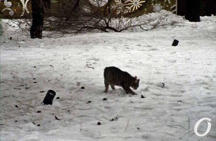 Старосенная площадь, котик