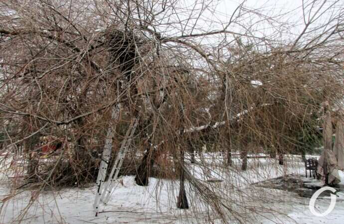 Старосенная площадь, дерево