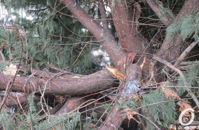 Горсад, после непогоды