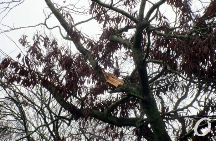 Горсад, сломанное непогодой дерево