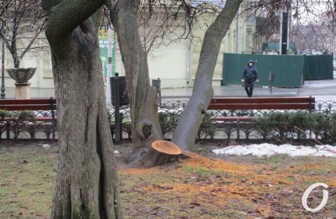 Горсад, пень