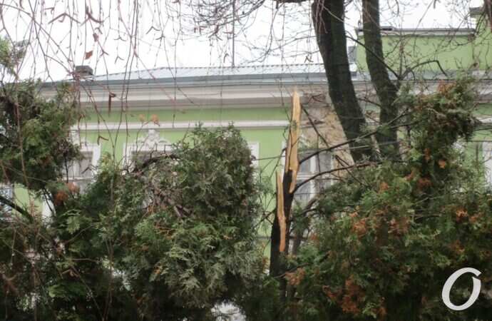 непогода сломала деревья в одесском Горсаду