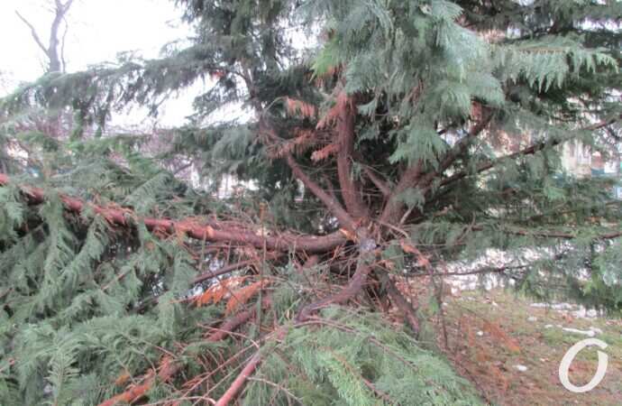 Горсад, ель