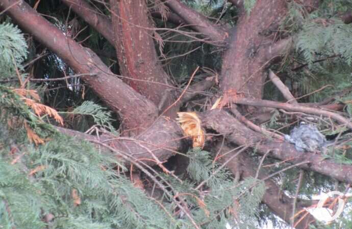 Горсад, сломанные хвойные