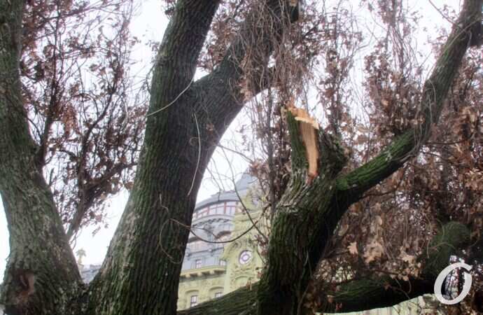 Горсад, сломанное дерево