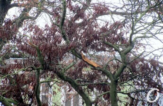 Горсад, дерево после непогоды