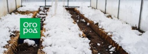 Дачные советы на зиму: подготовка растений к холодам