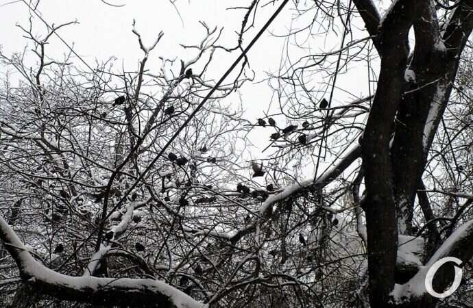 Улица Софиевская, птицы