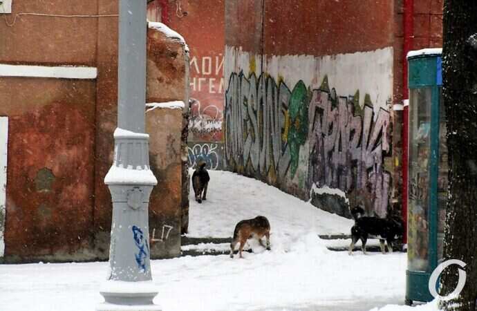 Улица Софиевская, собаки