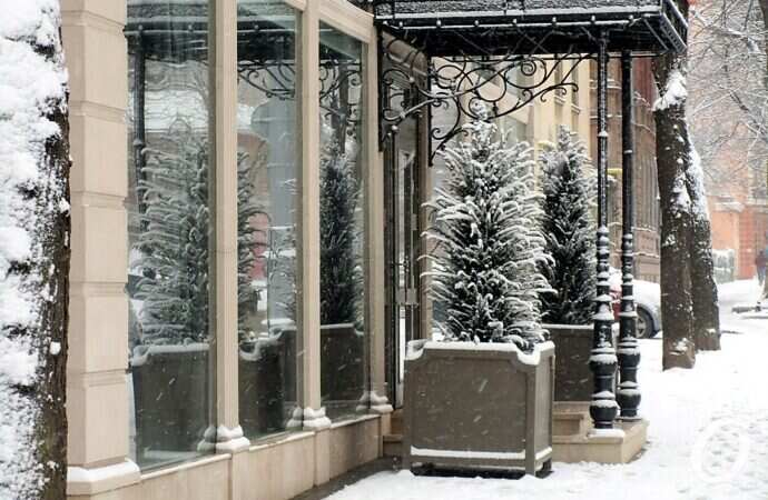 Улица Софиевская, елки