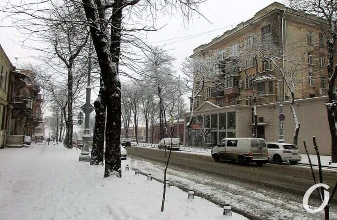 Улица Софиевская, деревья