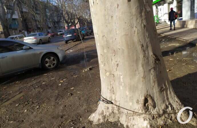 Провода и дерево