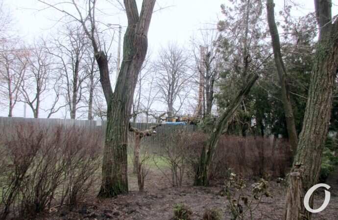 бульвар Жванецкого, деревья