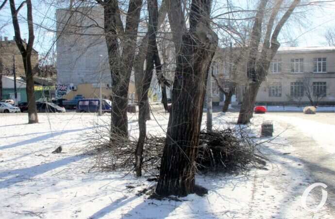 Старосенной сквер, дерево