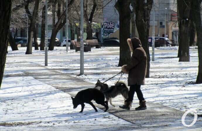 Старосенной сквер, собаки