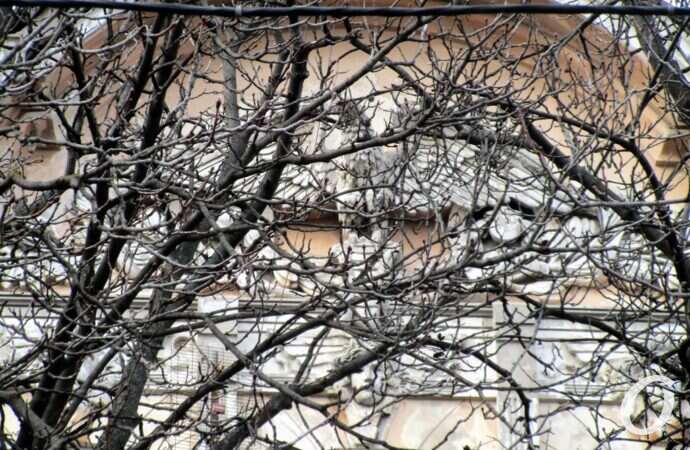 Дом с орлом-гигантом, дерево