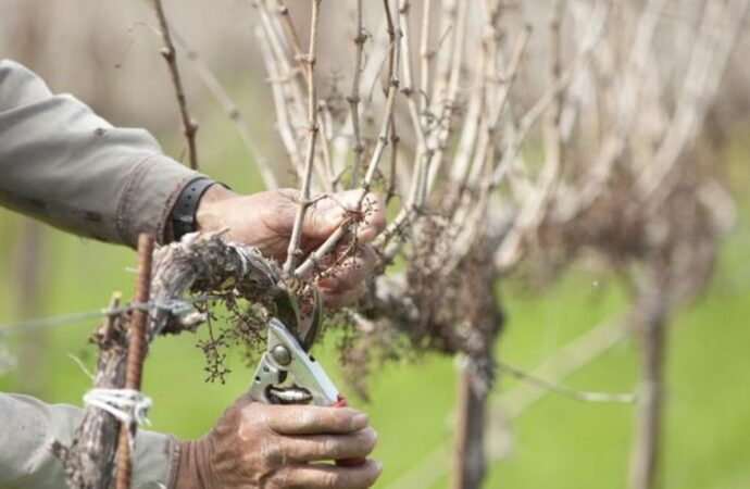 Дачные советы: конец февраля — идеальное время для обработки ягодных культур, обрезки сада и виноградников