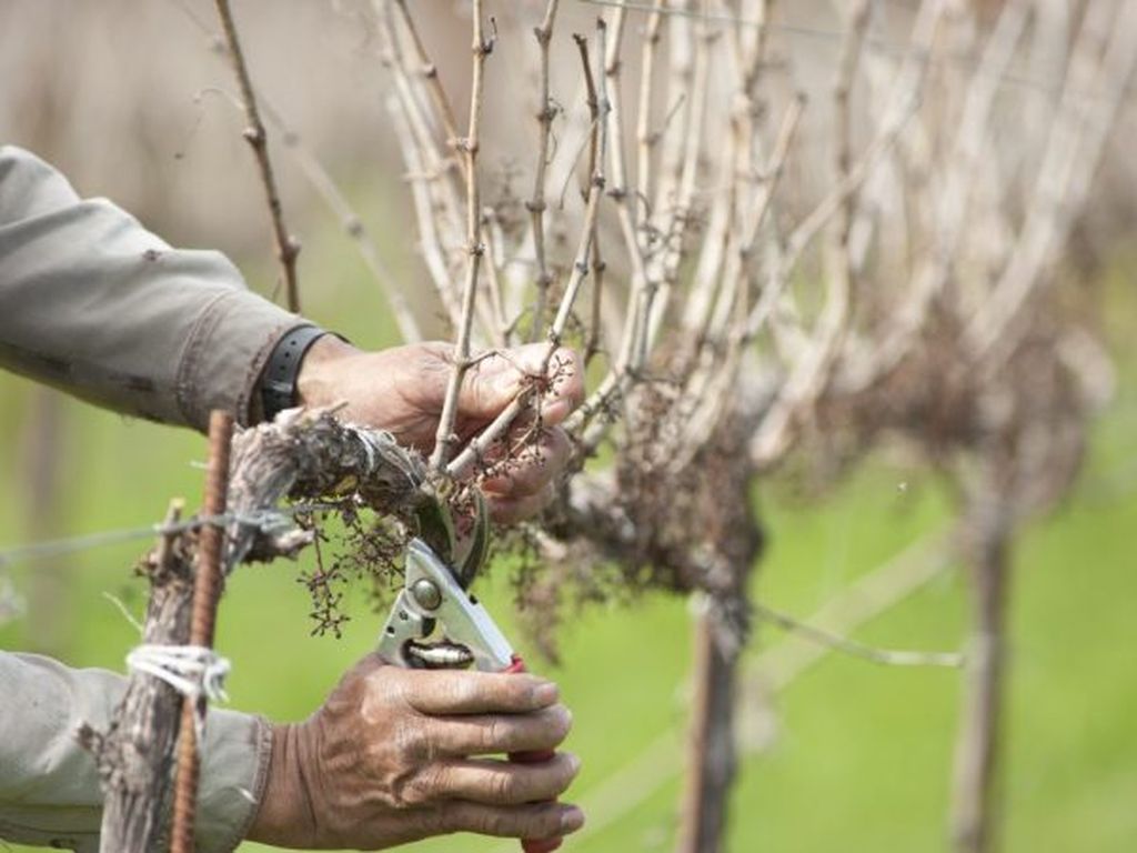 Конец февраля - время для обрезки виноградника - Одесская Жизнь