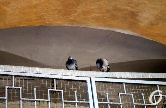 улица Пастера, голуби