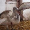 Спасенный на Тилигульском лимане редкий пеликан выжил и останется в Одесском зоопарке