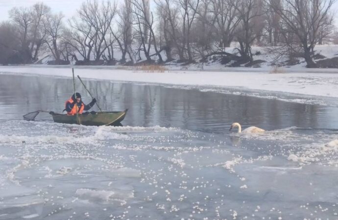 Под Одессой спасли лебедя, вмерзшего в лед на реке
