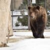 Весна близко: в Одесском зоопарке вышел из спячки медведь (фото)
