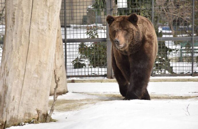 Весна близко: в Одесском зоопарке вышел из спячки медведь (фото)