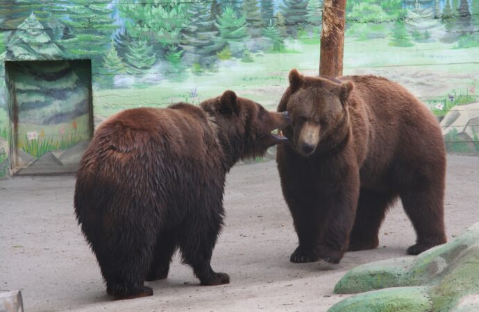 День святого Валентина: в Одесском зоопарке выбрали пару года (фото)