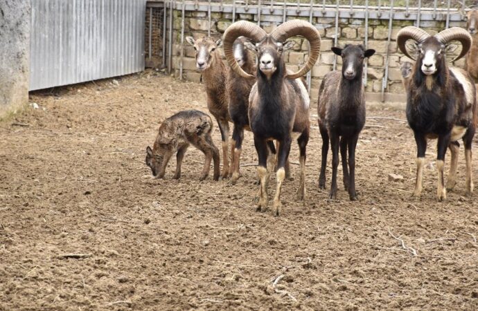 В Одесском зоопарке появились маленькие европейские муфлоны (фото)