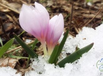 Скоро весна: на Одесчине распустились редкие первоцветы