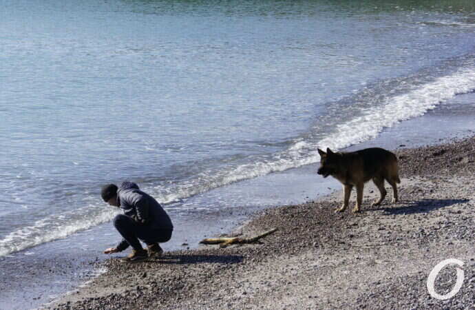 мыс Большой Фонтан, собака
