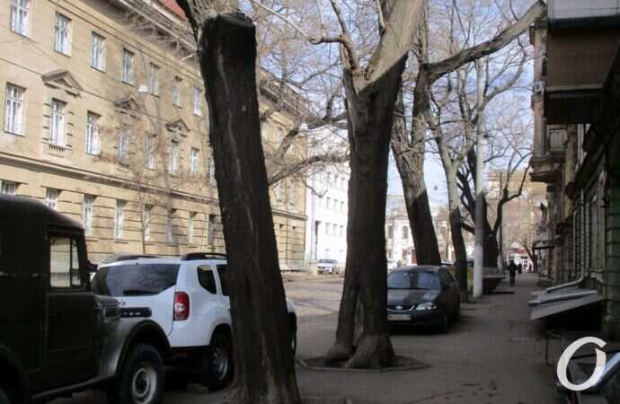 Лютеранский переулок, деревья