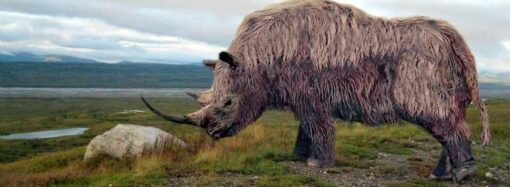 Вымерший носорог? Под Одессой нашли останки древнего животного (фото)