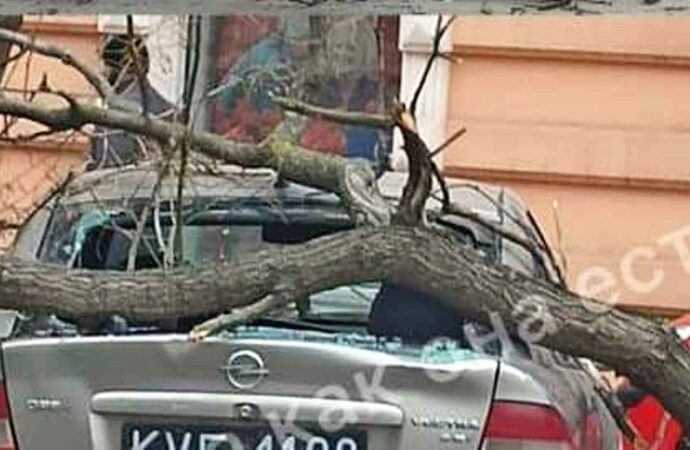 Непогода в Одессе: на Пастера дерево «грохнуло» по припаркованному авто (фото)