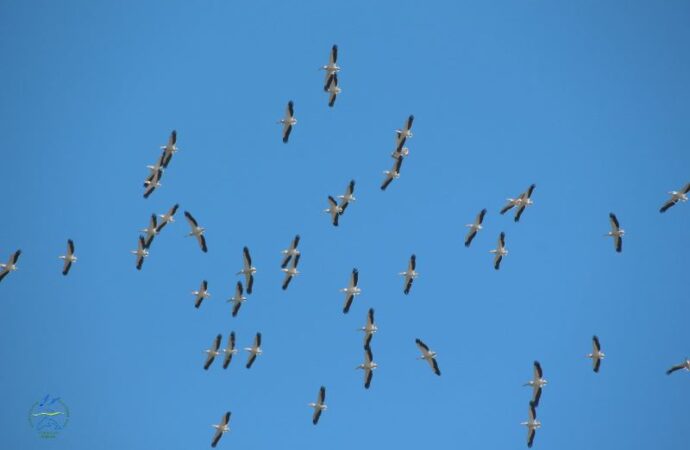 В нацпарк «Тузловские лиманы» вернулись розовые пеликаны