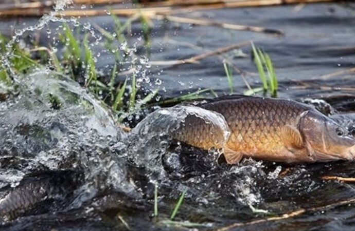 В водоемах Одесчины нельзя будет рыбачить до конца июня