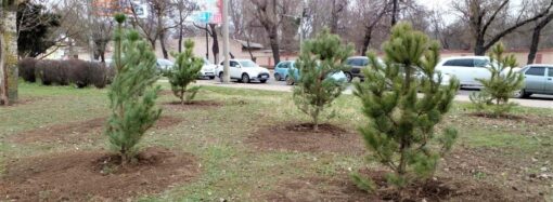 На одесском Крымском бульваре высадят 140 молодых сосен
