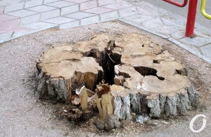 Екатерининская, пень