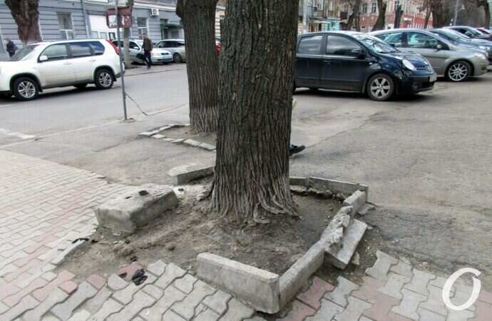 Екатерининская, дерево